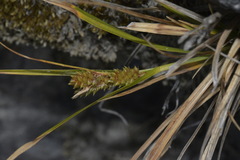 Carex goyenii