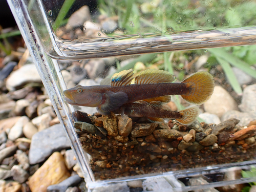 Lizard Goby