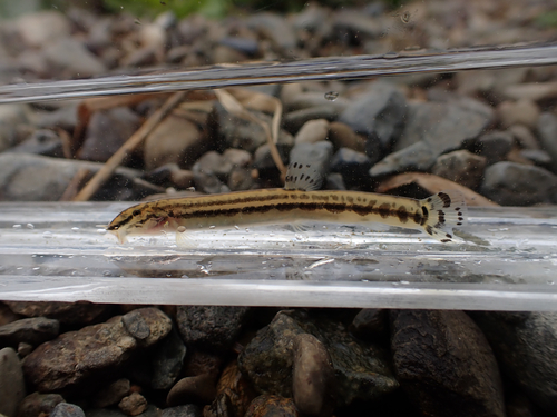 Cobitis takatsuensis