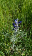 Lupinus pilosus