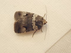 Thoracolopha flexirena