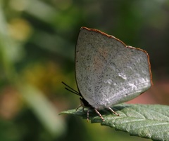 Curetis acuta