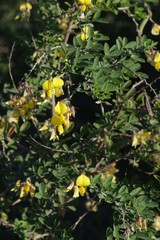 Crotalaria capensis