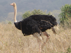Struthio camelus massaicus