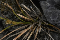 Carex goyenii