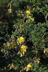 Crotalaria capensis