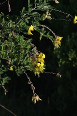 Crotalaria capensis