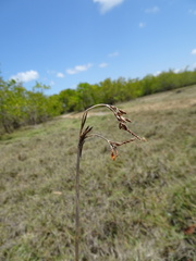 Fimbristylis ferruginea