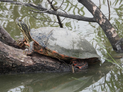 Rio Grande Cooter
