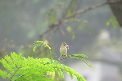 Cisticola juncidis