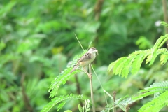 Cisticola juncidis