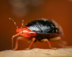 Geocoris flaviceps