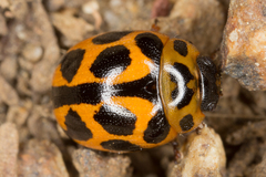 Peltoschema oceanicum