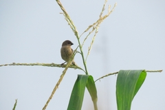 Lonchura punctulata