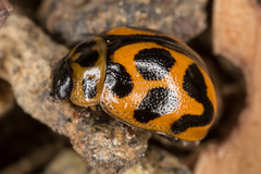 Peltoschema oceanicum