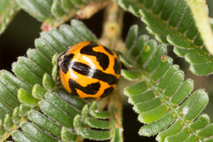 Peltoschema oceanicum