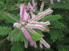 Mimosa benthamii