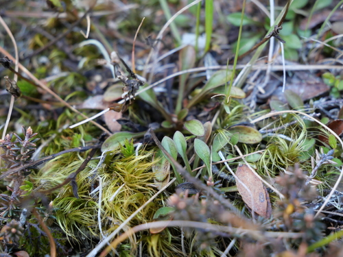 Gentianella grisebachii, 2026-04-26
