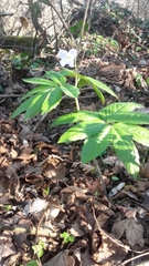 Cardamine heptaphylla