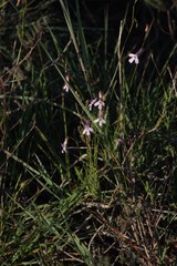 Lobelia tomentosa