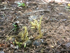 Penicilliopsis clavariiformis