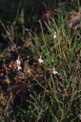 Lobelia tomentosa
