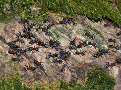 Liometopum microcephalum