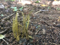 Penicilliopsis clavariiformis