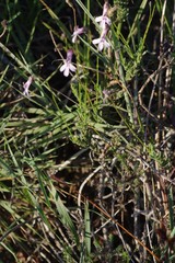 Lobelia tomentosa