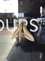 Theretra queenslandi