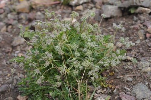 Pleurospermum rupestre