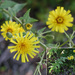 Canada Hawkweed - Photo (c) Anita Gould, some rights reserved (CC BY-NC), uploaded by Anita Gould
