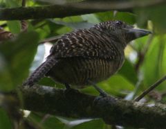 Cymbilaimus lineatus