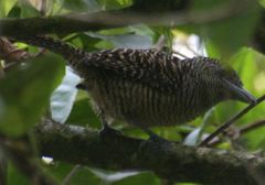 Cymbilaimus lineatus