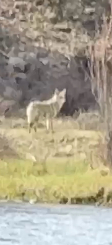 Coyote