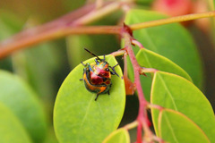 Lampromicra