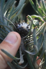Leucospermum tomentosum