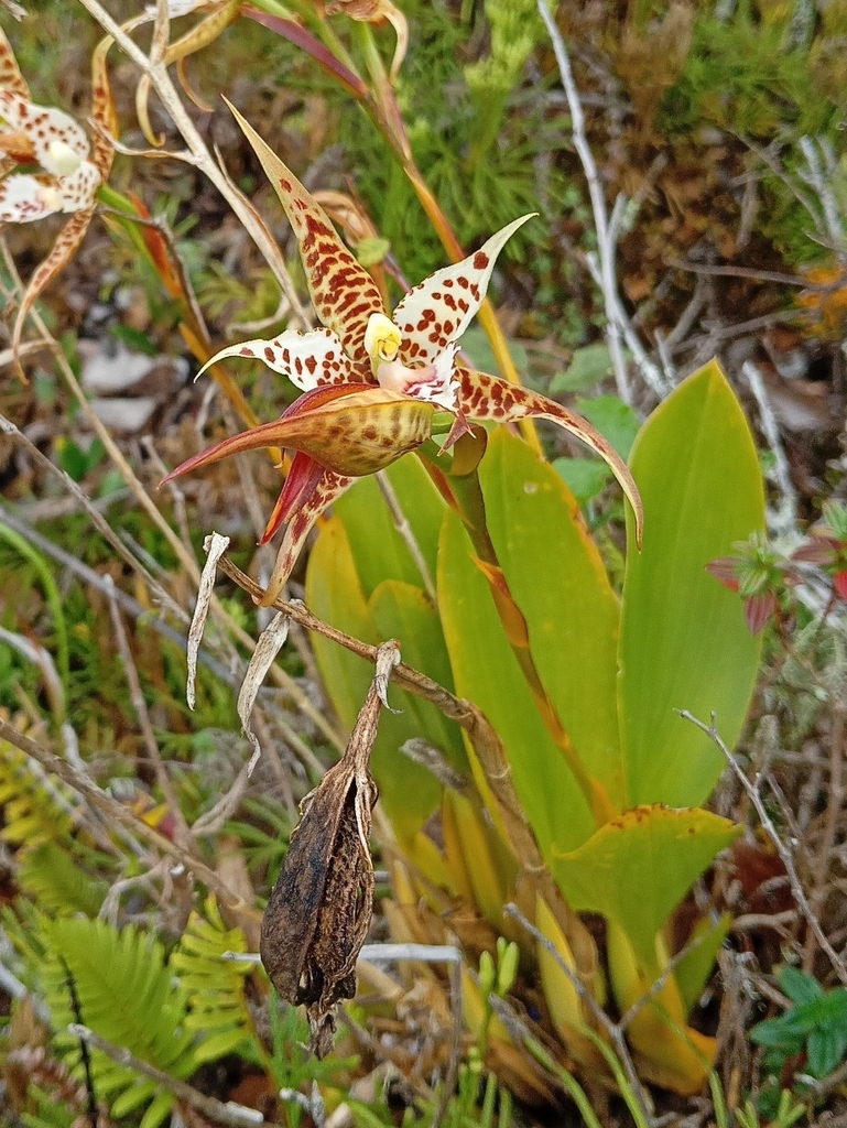 Rhynchostele hortensiae