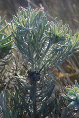 Leucospermum tomentosum