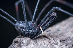 Forsteropsalis inconstans