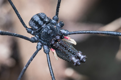 Forsteropsalis inconstans