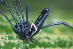 Forsteropsalis inconstans