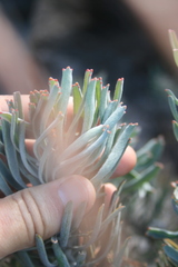Leucospermum tomentosum