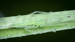 Ischalea spinipes