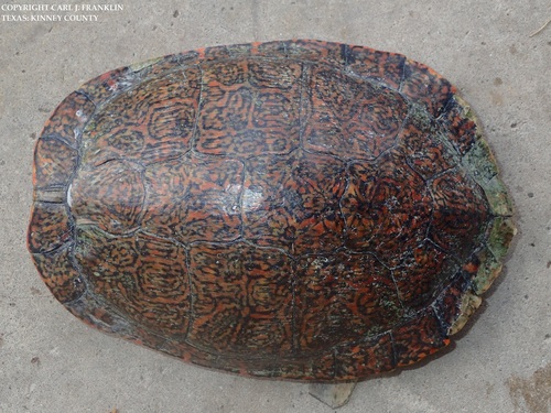 Rio Grande Cooter