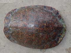 Rio Grande Cooter photo 3