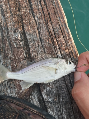 Roughneck Grunt (Haemulopsis corvinaeformis) — Haemulidae — 4