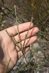 Amphithalea ericifolia erecta