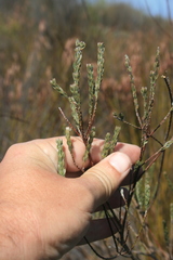 Amphithalea ericifolia erecta