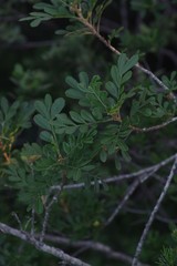 Hippobromus pauciflorus